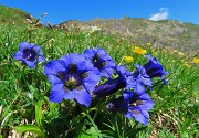 41 Gentiana acaulis (Genziana di Koch) con vista sul Monte Ponteranica